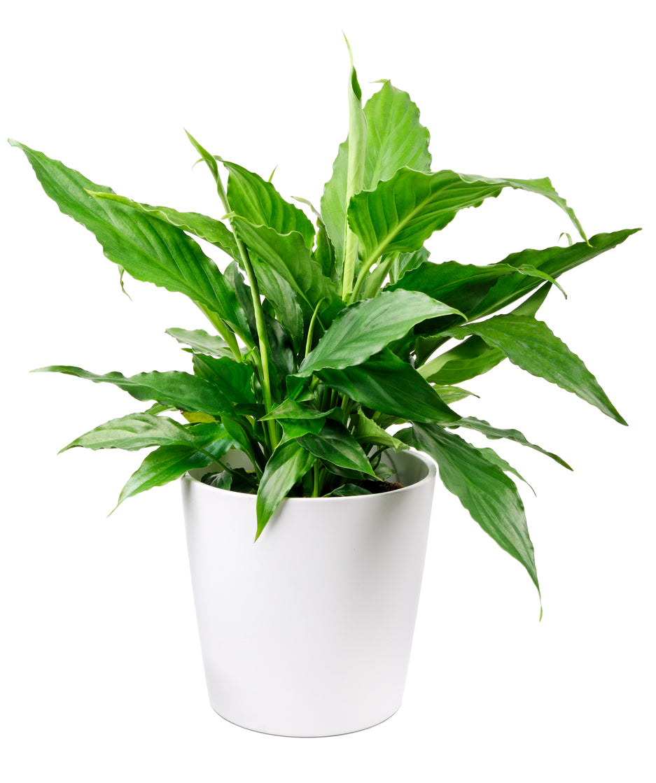 Peace Lily Plant Same Day Plant Delivery Melbourne FloralHub