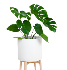 Monstera Plant