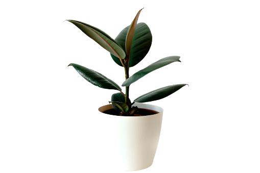 Rubber Plant