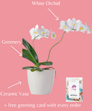 Load image into Gallery viewer, White Orchid Plant
