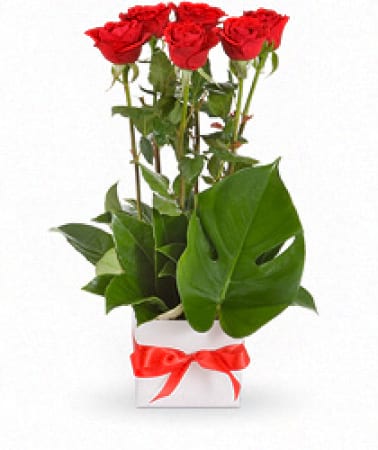 Roses in Box