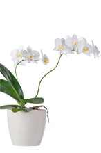 Load image into Gallery viewer, Succulents (Copy)
