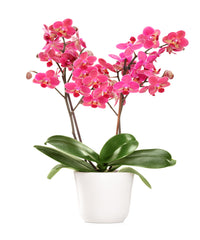 Orchid Pink Plant